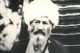 سید علاءالدین عطار